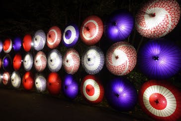 国営昭和記念公園 秋の夜散歩に投稿された画像（2024/11/4）