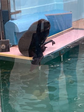 竹島水族館に投稿された画像（2024/11/4）