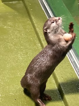 竹島水族館に投稿された画像（2024/11/4）