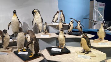 特別展「鳥 ～ゲノム解析が解き明かす新しい鳥類の系統～」国立科学博物館に投稿された画像（2024/11/4）