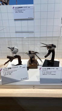 特別展「鳥 ～ゲノム解析が解き明かす新しい鳥類の系統～」国立科学博物館に投稿された画像（2024/11/4）