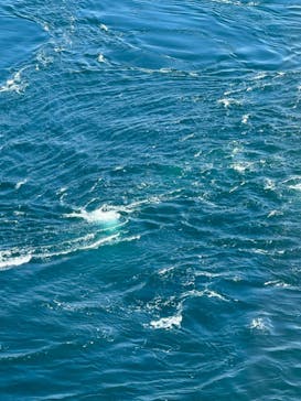 徳島県立 渦の道に投稿された画像（2024/11/4）