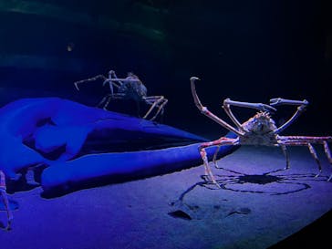 竹島水族館に投稿された画像（2024/11/4）