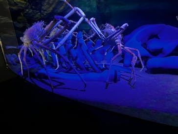 竹島水族館に投稿された画像（2024/11/4）