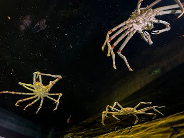 竹島水族館に投稿された画像（2024/11/4）