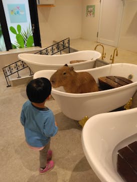 アニタッチ 東京ドームシティに投稿された画像（2024/11/4）