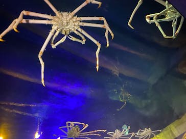 竹島水族館に投稿された画像（2024/11/4）