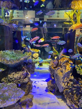 竹島水族館に投稿された画像（2024/11/4）