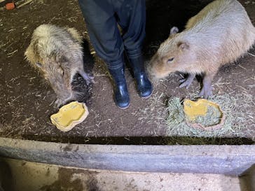 マクセル アクアパーク品川に投稿された画像（2024/11/4）