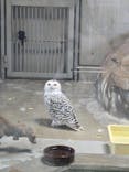 天王寺動物園に投稿された画像（2024/11/4）