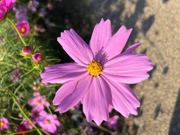 万博記念公園に投稿された画像（2024/11/4）