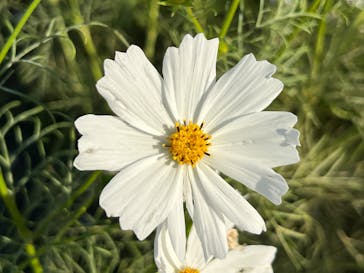 万博記念公園に投稿された画像（2024/11/4）