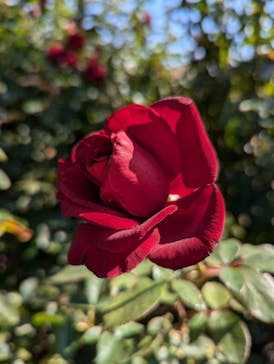 京成バラ園に投稿された画像（2024/11/4）