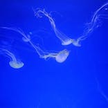 新江ノ島水族館に投稿された画像（2024/11/5）