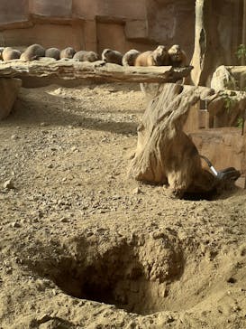 那須どうぶつ王国に投稿された画像（2024/11/4）