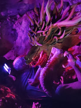 江の島岩屋に投稿された画像（2024/11/4）