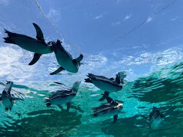 天王寺動物園に投稿された画像（2024/11/4）
