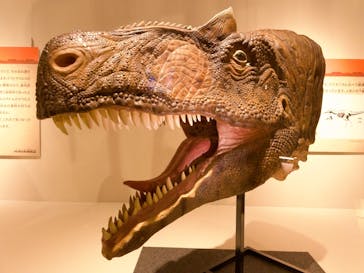 福井県立恐竜博物館に投稿された画像（2024/11/4）