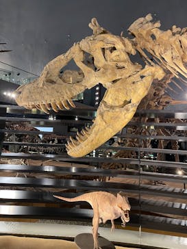 福井県立恐竜博物館に投稿された画像（2024/11/4）