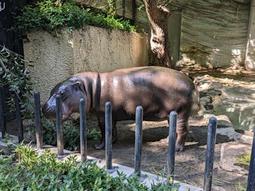 恩賜上野動物園に投稿された画像（2024/11/4）