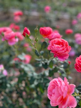 万博記念公園に投稿された画像（2024/11/4）