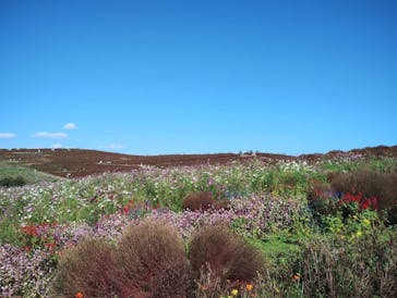 国営ひたち海浜公園プレジャーガーデンに投稿された画像（2024/11/4）