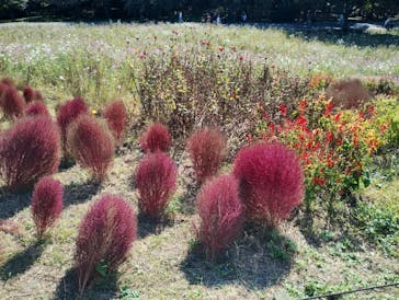 国営ひたち海浜公園プレジャーガーデンに投稿された画像（2024/11/4）