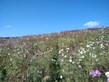 国営ひたち海浜公園プレジャーガーデンに投稿された画像（2024/11/4）