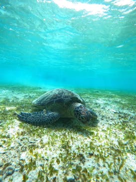 nico 宮古島に投稿された画像（2024/11/5）