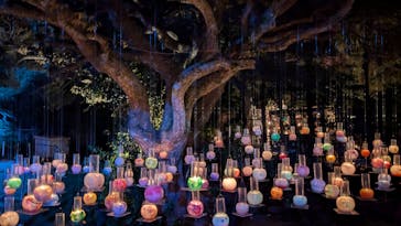 江の島シーキャンドルに投稿された画像（2024/11/5）