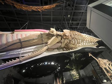 国立科学博物館に投稿された画像（2024/11/5）