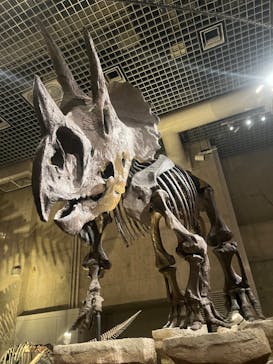 国立科学博物館に投稿された画像（2024/11/5）