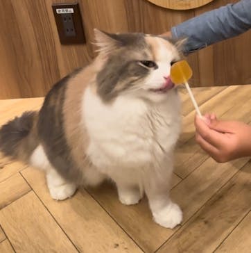 猫カフェモカ　大阪心斎橋店に投稿された画像（2024/11/5）