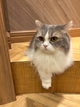 猫カフェモカ　大阪心斎橋店に投稿された画像（2024/11/5）