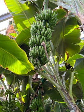 熱川バナナワニ園に投稿された画像（2024/11/5）