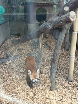 熱川バナナワニ園に投稿された画像（2024/11/5）