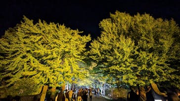 国営昭和記念公園 秋の夜散歩に投稿された画像（2024/11/5）