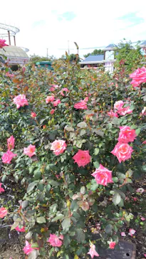 ひらかたパークに投稿された画像（2024/11/5）