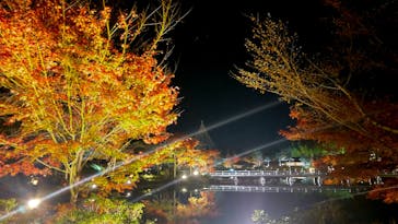 国営昭和記念公園 秋の夜散歩に投稿された画像（2024/11/5）