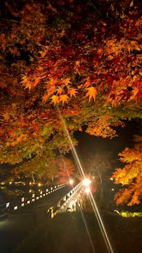 国営昭和記念公園 秋の夜散歩に投稿された画像（2024/11/5）