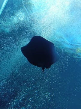 環境水族館アクアマリンふくしまに投稿された画像（2024/11/5）