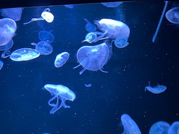 AOAO SAPPOROに投稿された画像（2024/11/5）