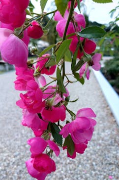 ぎふワールド・ローズガーデンに投稿された画像（2024/11/5）