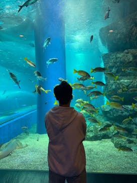 マクセル アクアパーク品川に投稿された画像（2024/11/5）