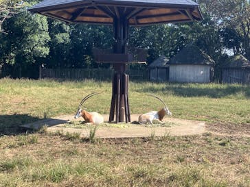 東武動物公園に投稿された画像（2024/11/5）