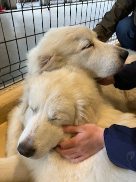 世界の名犬牧場に投稿された画像（2024/11/5）