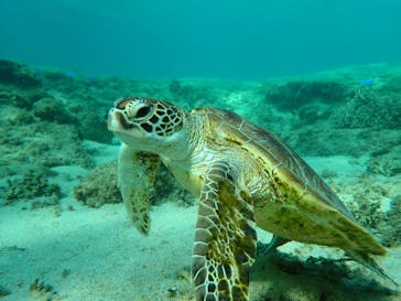 宮古島 ADVENTURE PiPi（ミヤコジマ アドベンチャー ピピ）に投稿された画像（2024/11/5）