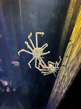 竹島水族館に投稿された画像（2024/11/5）