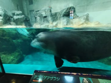 大分マリーンパレス水族館 「うみたまご」に投稿された画像（2024/11/5）