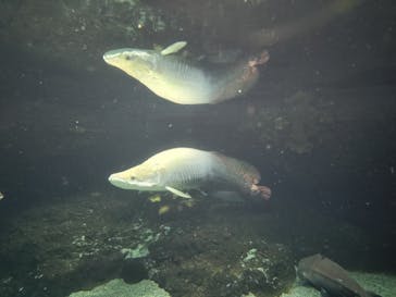 大分マリーンパレス水族館 「うみたまご」に投稿された画像（2024/11/5）